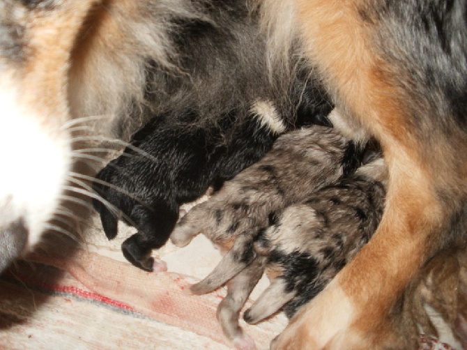 De La Villa Labrigia - Naissance en cours ...